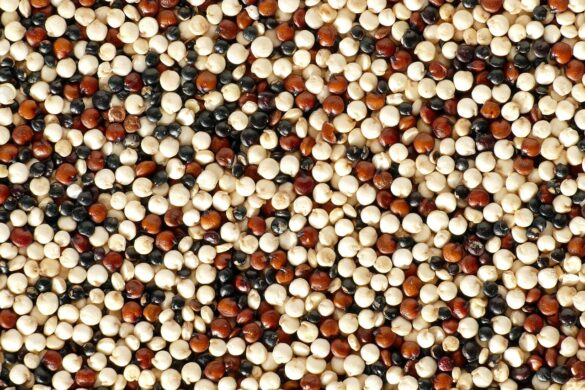 Variedades de Quinoa