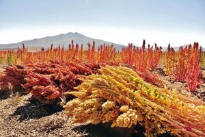 Qué es la Quinoa